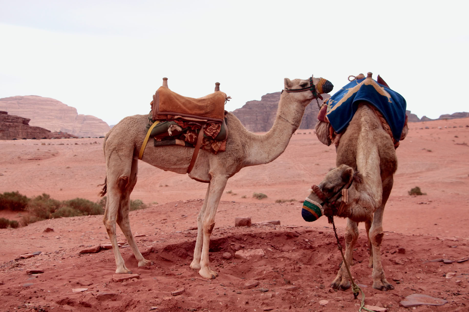 Kamel-Trekking im Wadi Rum