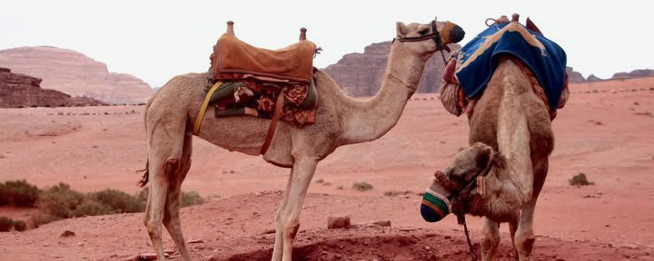 Kamel-Trekking im Wadi Rum