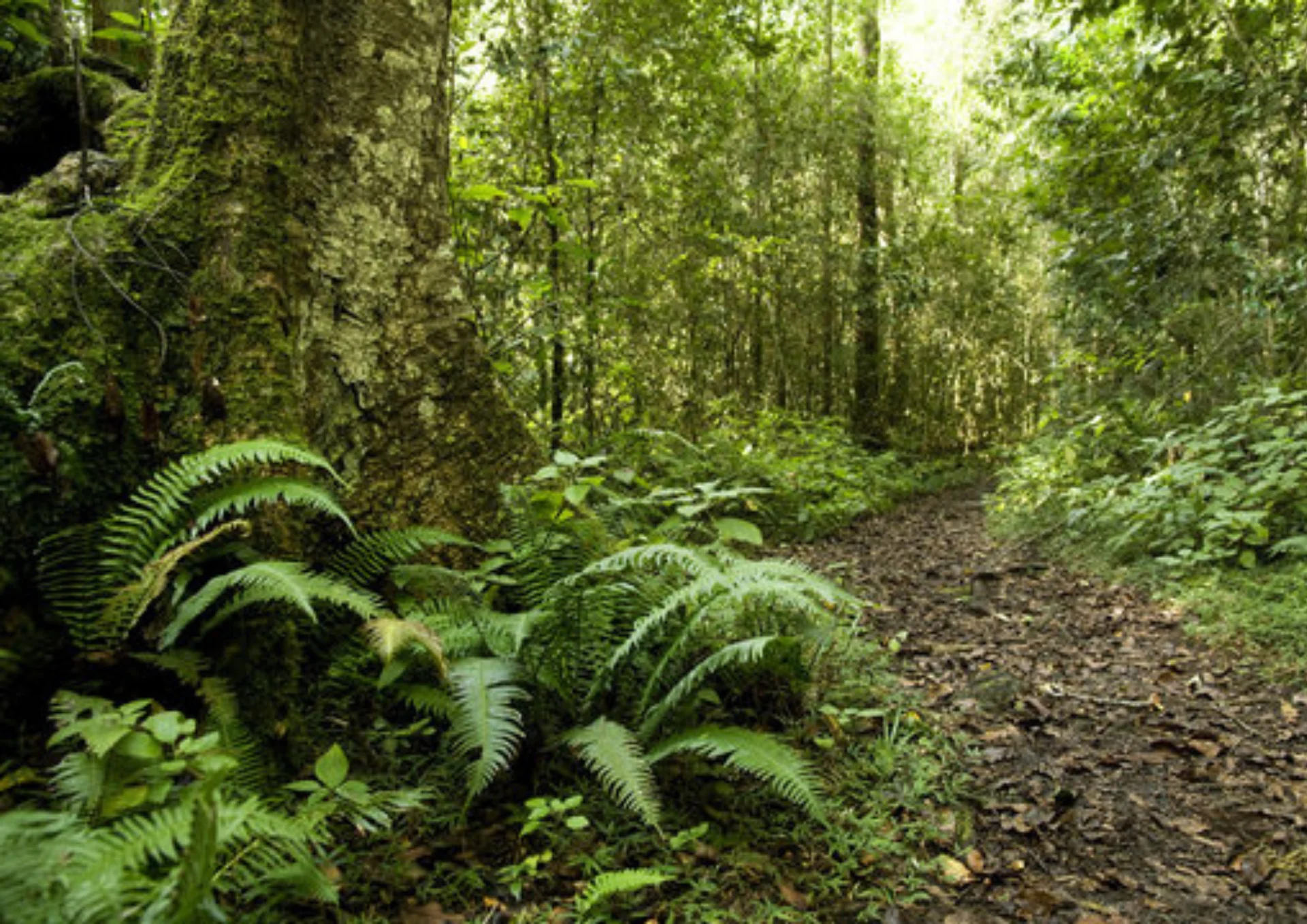 Der Waldspaziergang