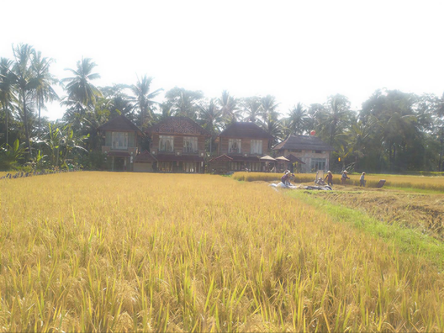 Unvergessliches 7-tägiges Yoga Retreat im Firefly Retreat Bali