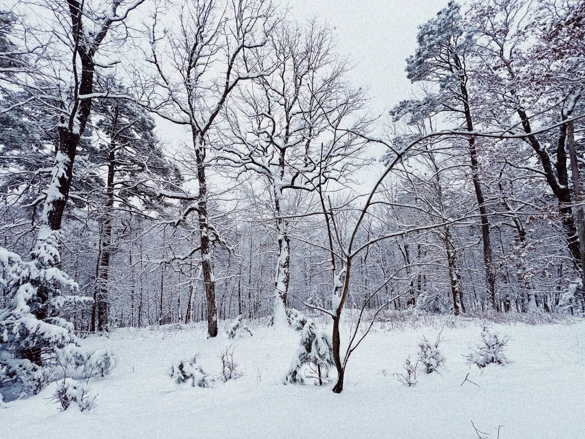 ForREST Retreat: Winter-Hibernations-Wochenende — Wild Nature Retreats