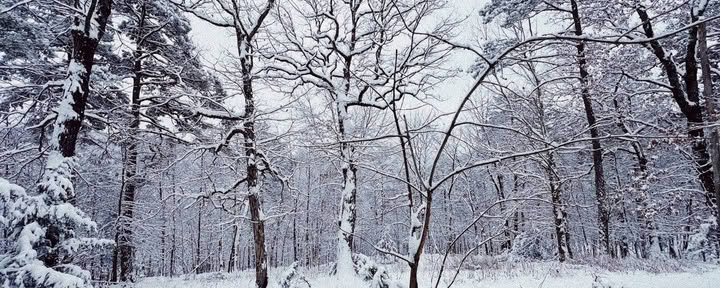 ForREST Retreat: Winter-Hibernations-Wochenende — Wild Nature Retreats