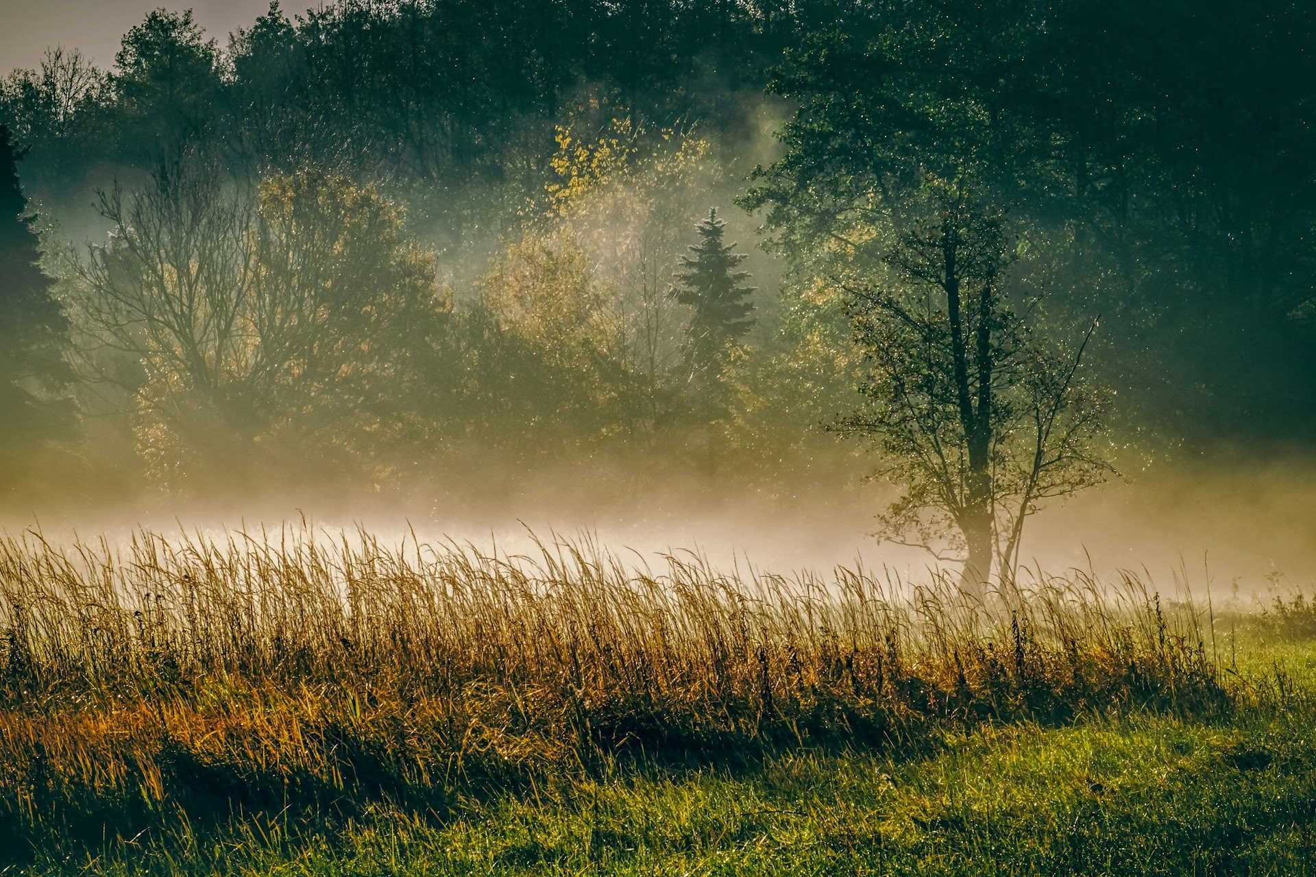 ForREST Retreat: Herbst-Bodenständigkeits-Wochenende — Wild Nature Retreats