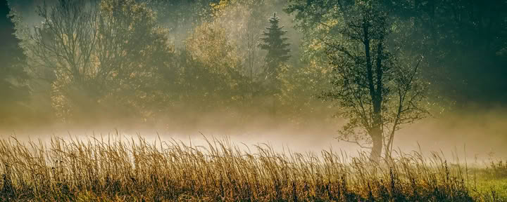 ForREST Retreat: Herbst-Bodenständigkeits-Wochenende — Wild Nature Retreats