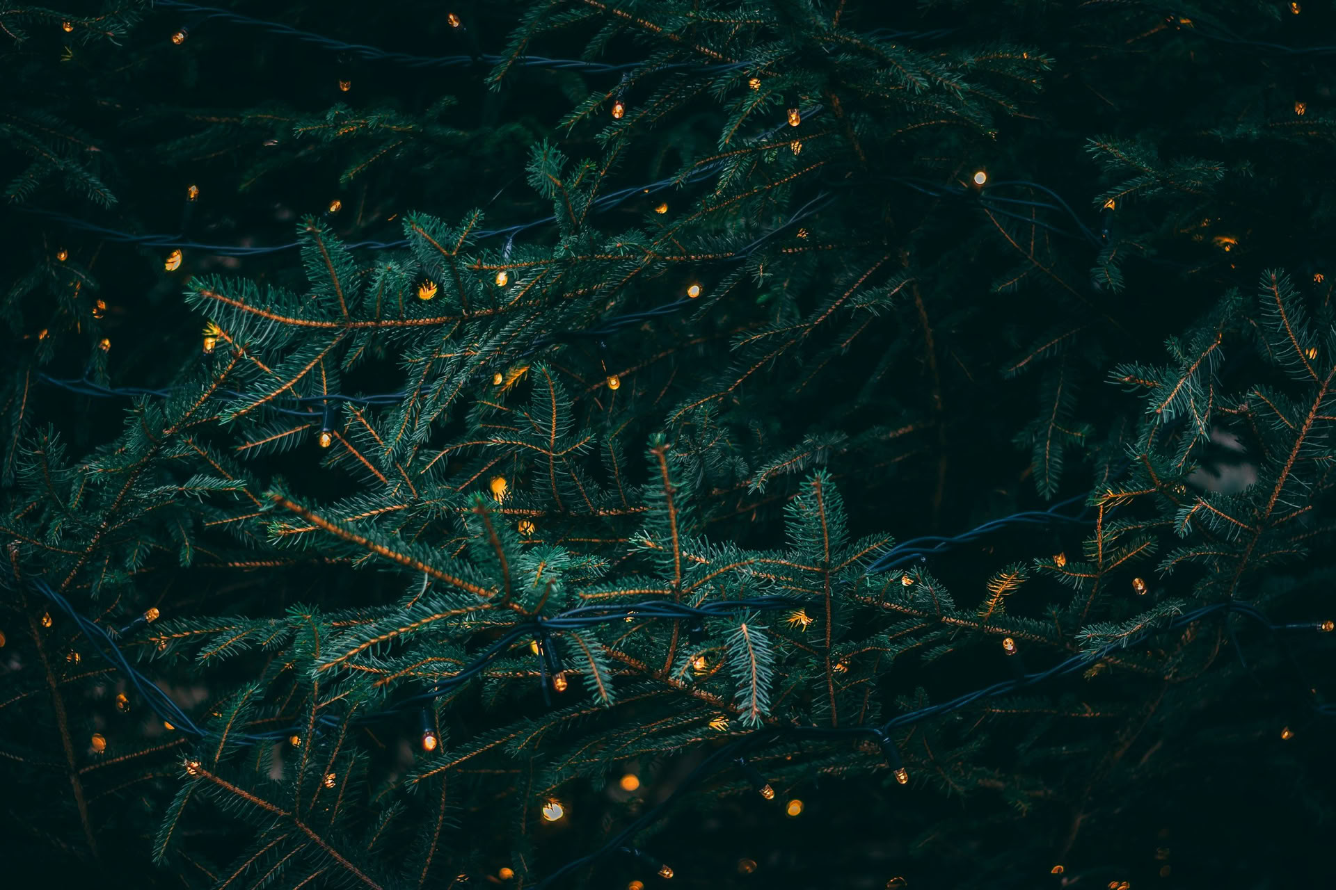 Wintersonnenwende-Retreat - 19.–20. Dezember Veranstaltet von Wild Nature mit Erin Moe — Wild Nature Retreats