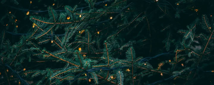 Wintersonnenwende-Retreat - 19.–20. Dezember Veranstaltet von Wild Nature mit Erin Moe — Wild Nature Retreats
