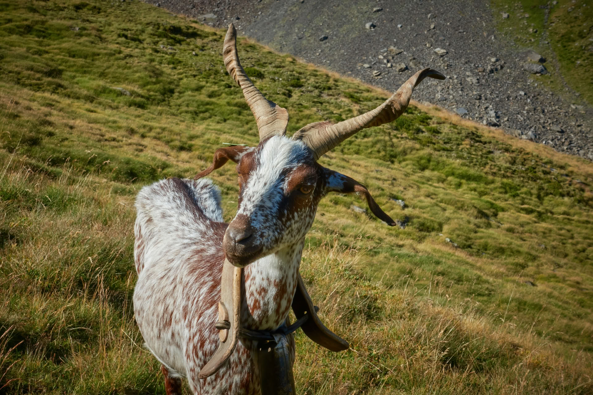Auf meine Art