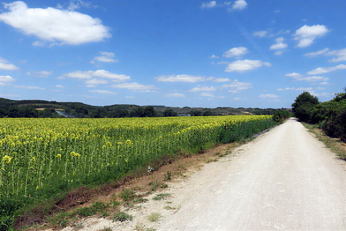 Coming Home: Wurzeln schlagen, aufsteigen und erneuern