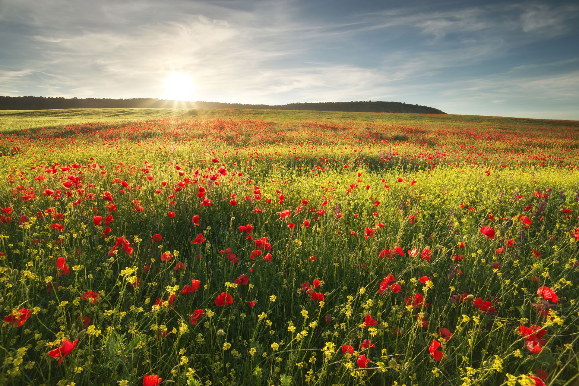 Healthy Heart Reset: Ein Weg zum Wohlbefinden