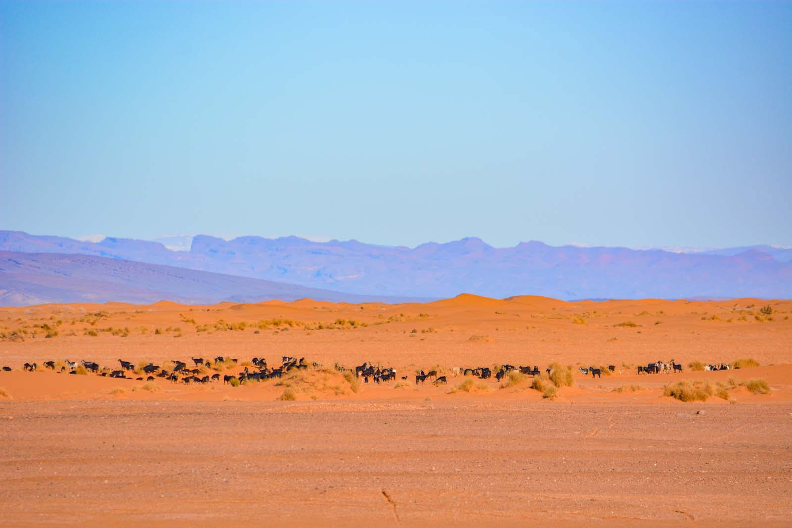8-tägige Reise von Marrakesch in die Wüste über Merzouga