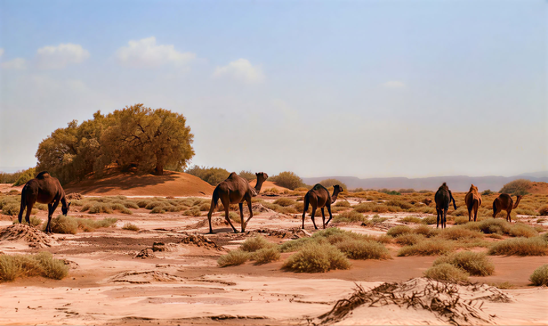 4 Tage Tour von Casablanca nach Marrakesch über die Wüste