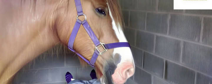 Equine 1-2-1 Therapie