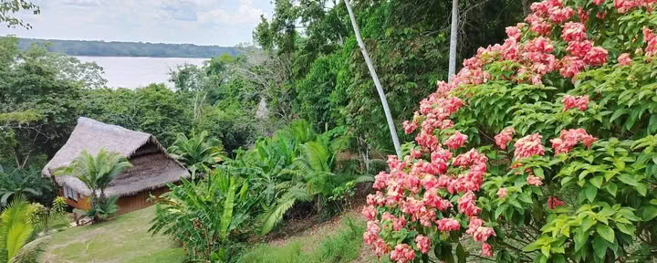 5 Tage Ayahuasca- und San-Pedro-Retreat