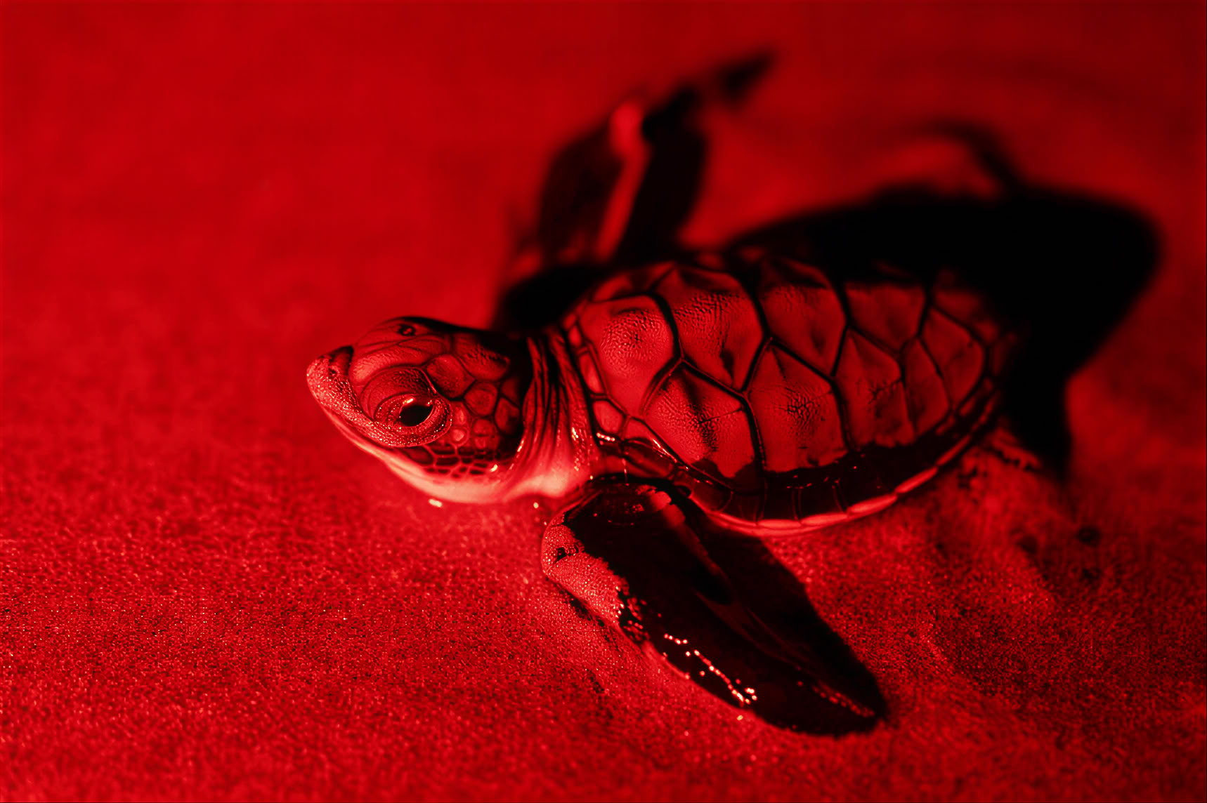 Schildkrötenbeobachtung