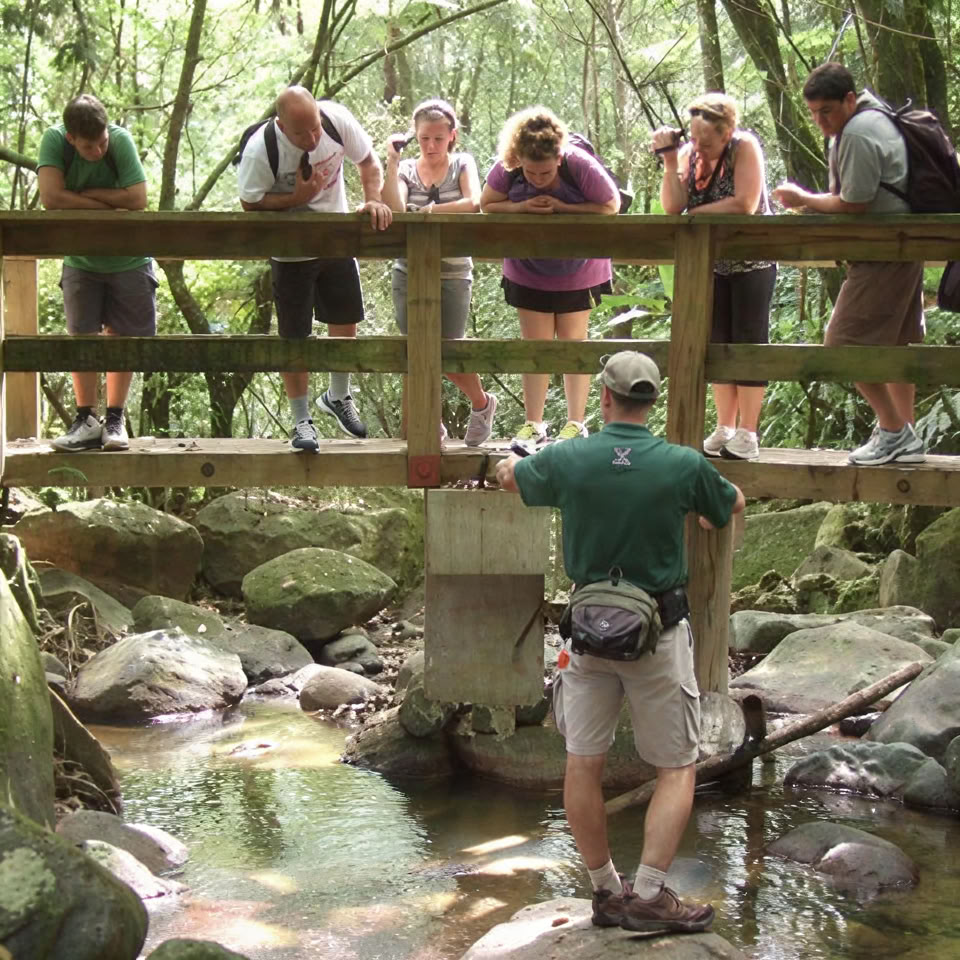El Yunque Regenwald-Nachtspaziergang