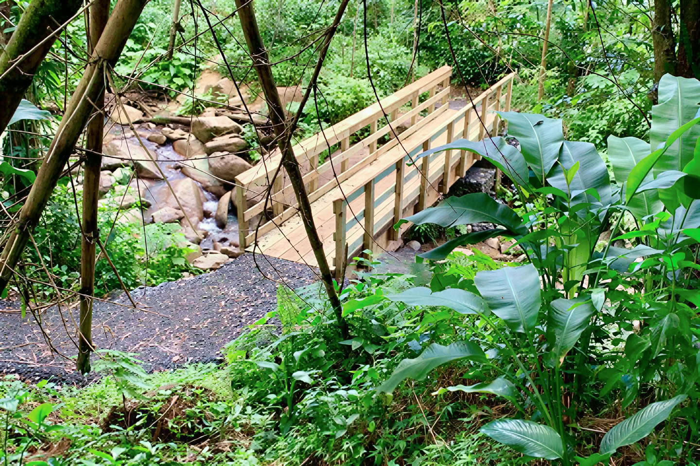 Wild & Scenic Regenwald-Naturspaziergang zum Flussabenteuer