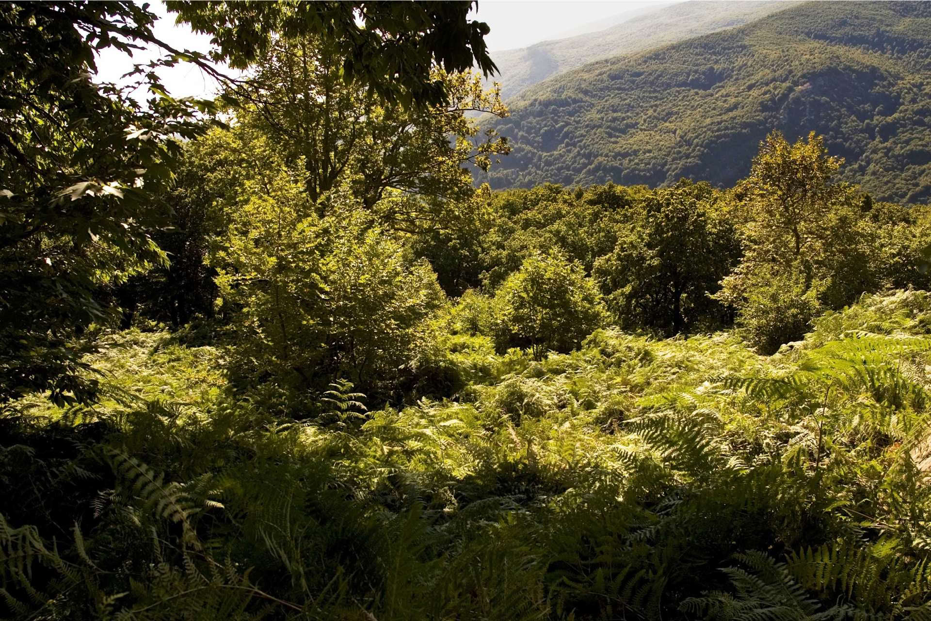 Erlebe die Elemente – Retreat Pelion September 2026