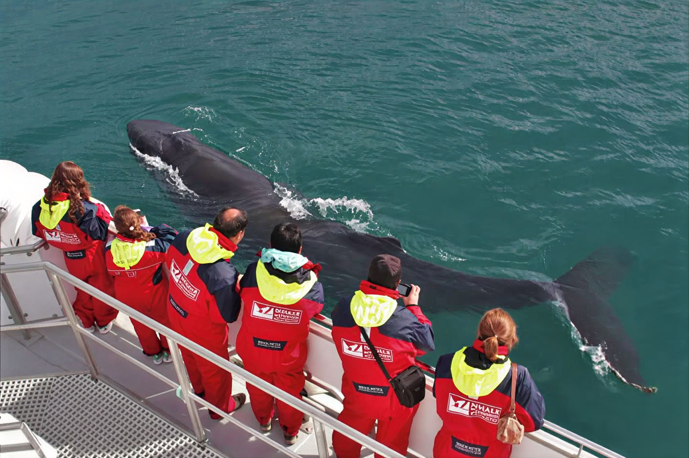 Whale Watching – 100% Walbeobachtung