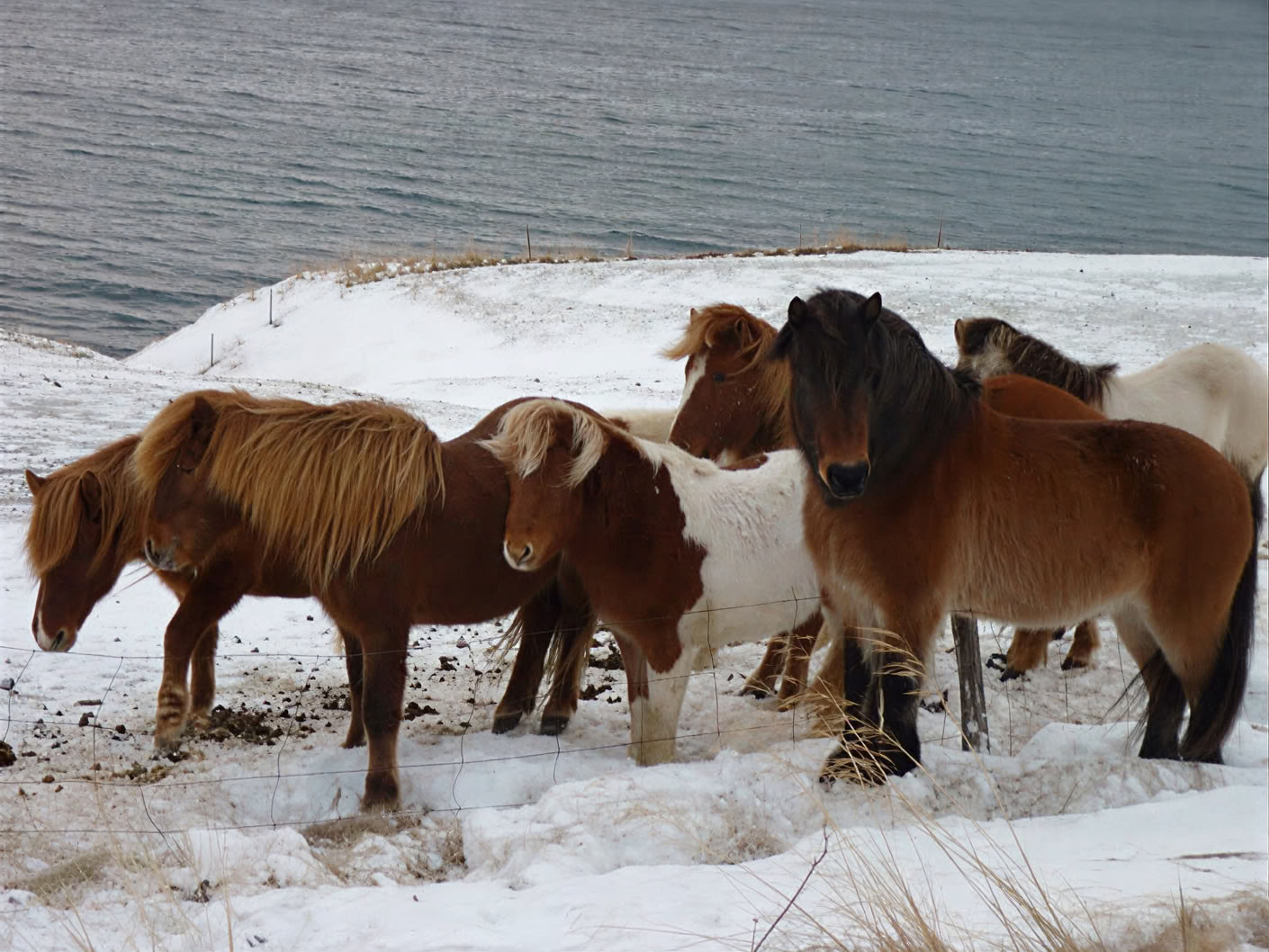 Yoga-Retreat unter dem Nordlicht in Island – Termine Winter 2026