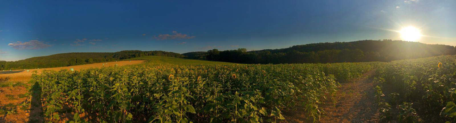 Ayurveda Wellness Retreat