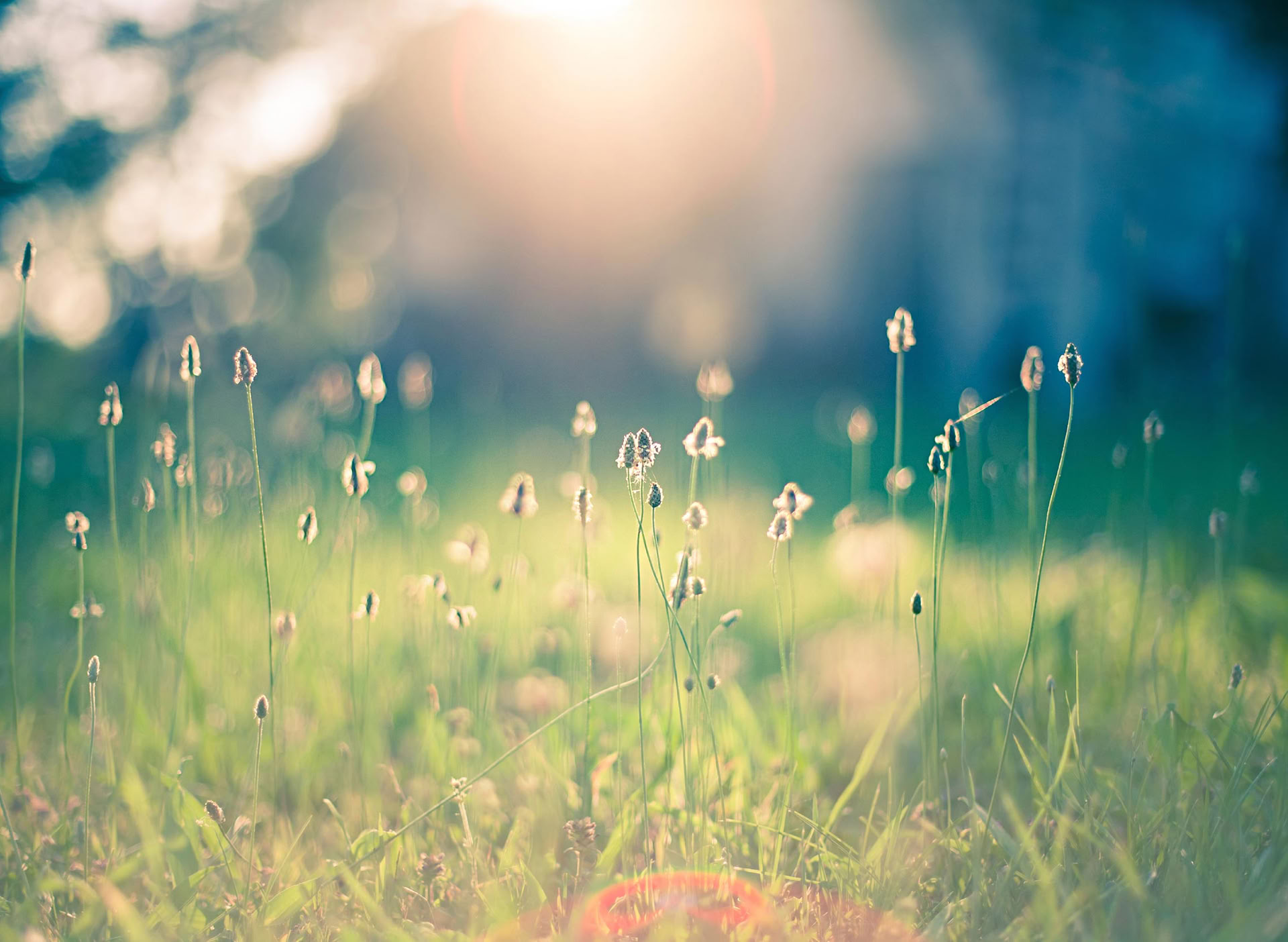 One-on-One Reiki-Training