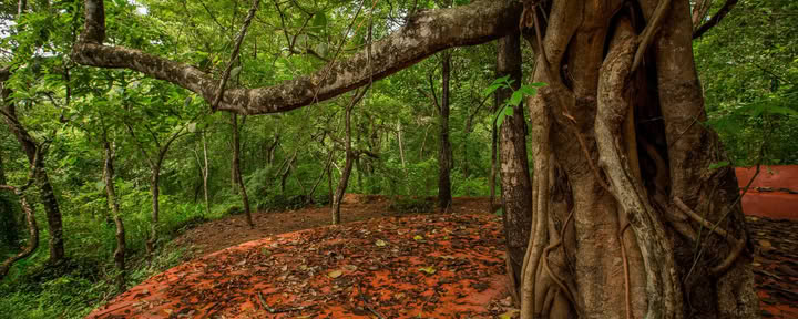 Saundarya Yoga Retreat
