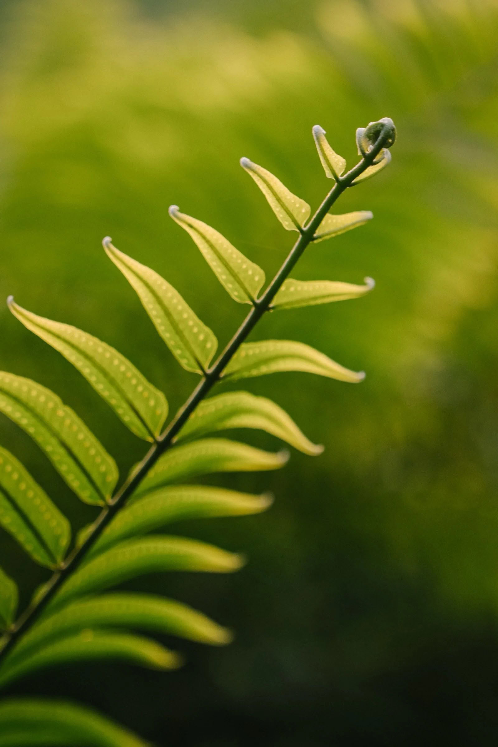 Intimes Ayahuasca Retreat (Kinkara Costa Rica) – Sommer Retreats