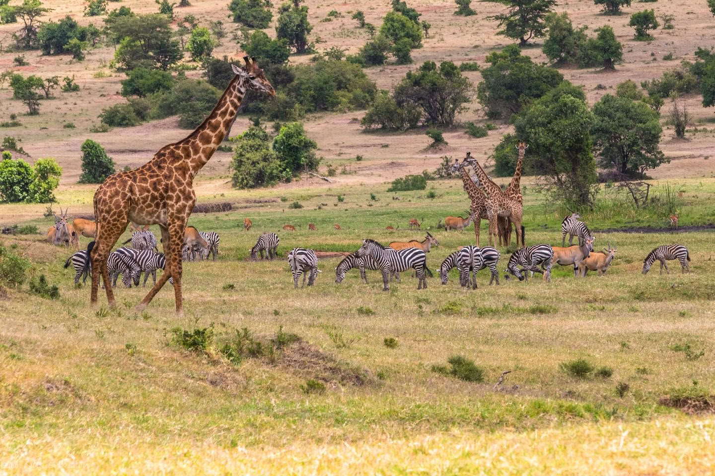 Sophie Jaffes Familien-Safari in Kenia