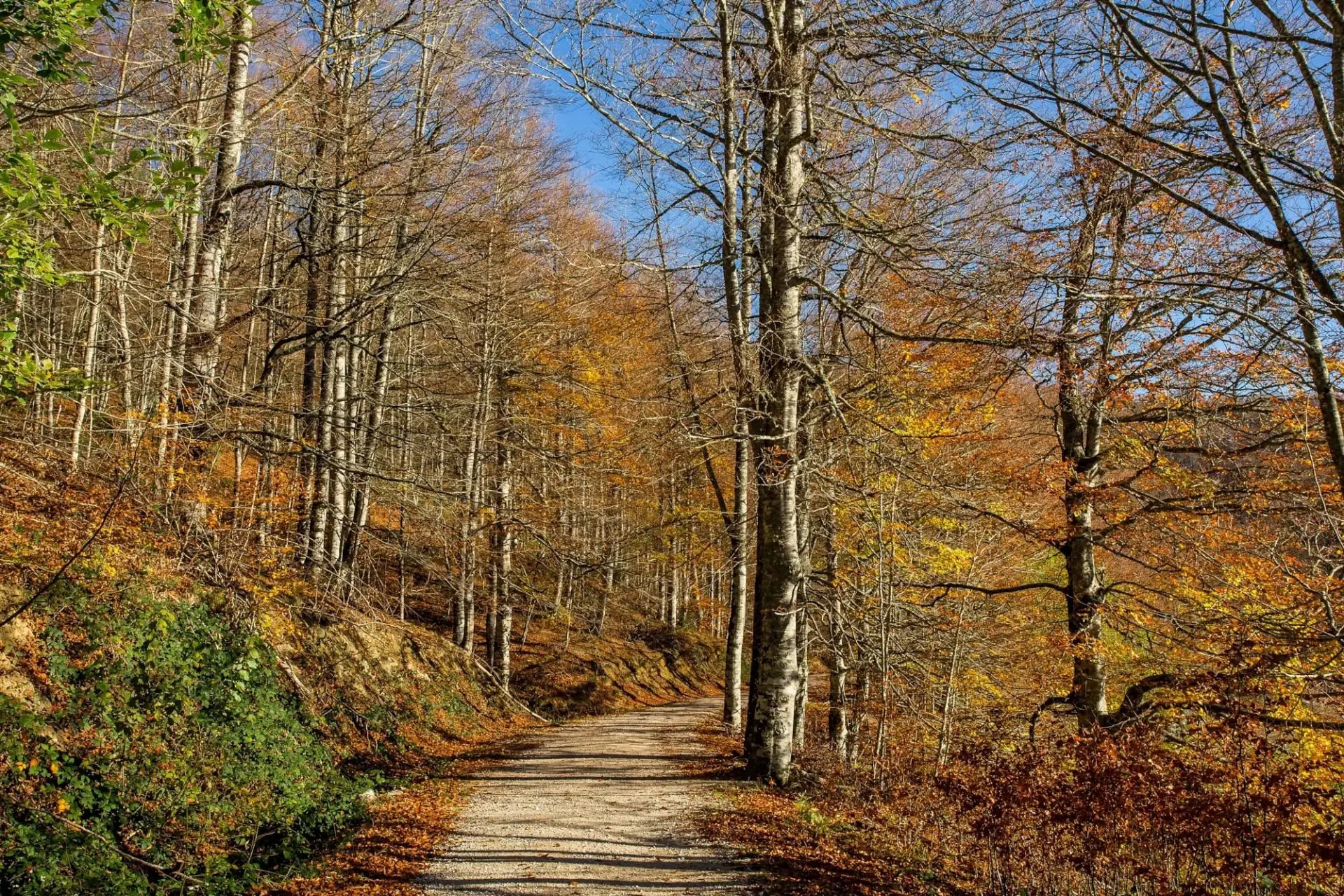 Yoga-Retreat im Oktober: Das goldene Walderlebnis