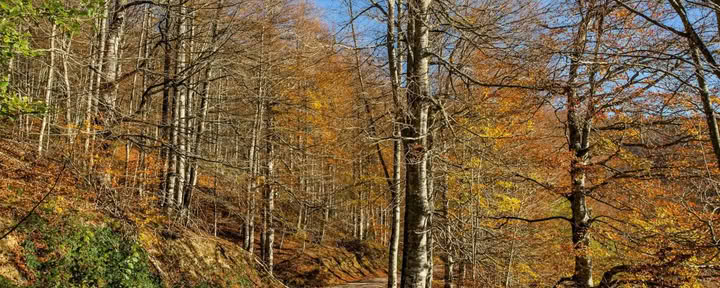 Yoga-Retreat im Oktober: Das goldene Walderlebnis