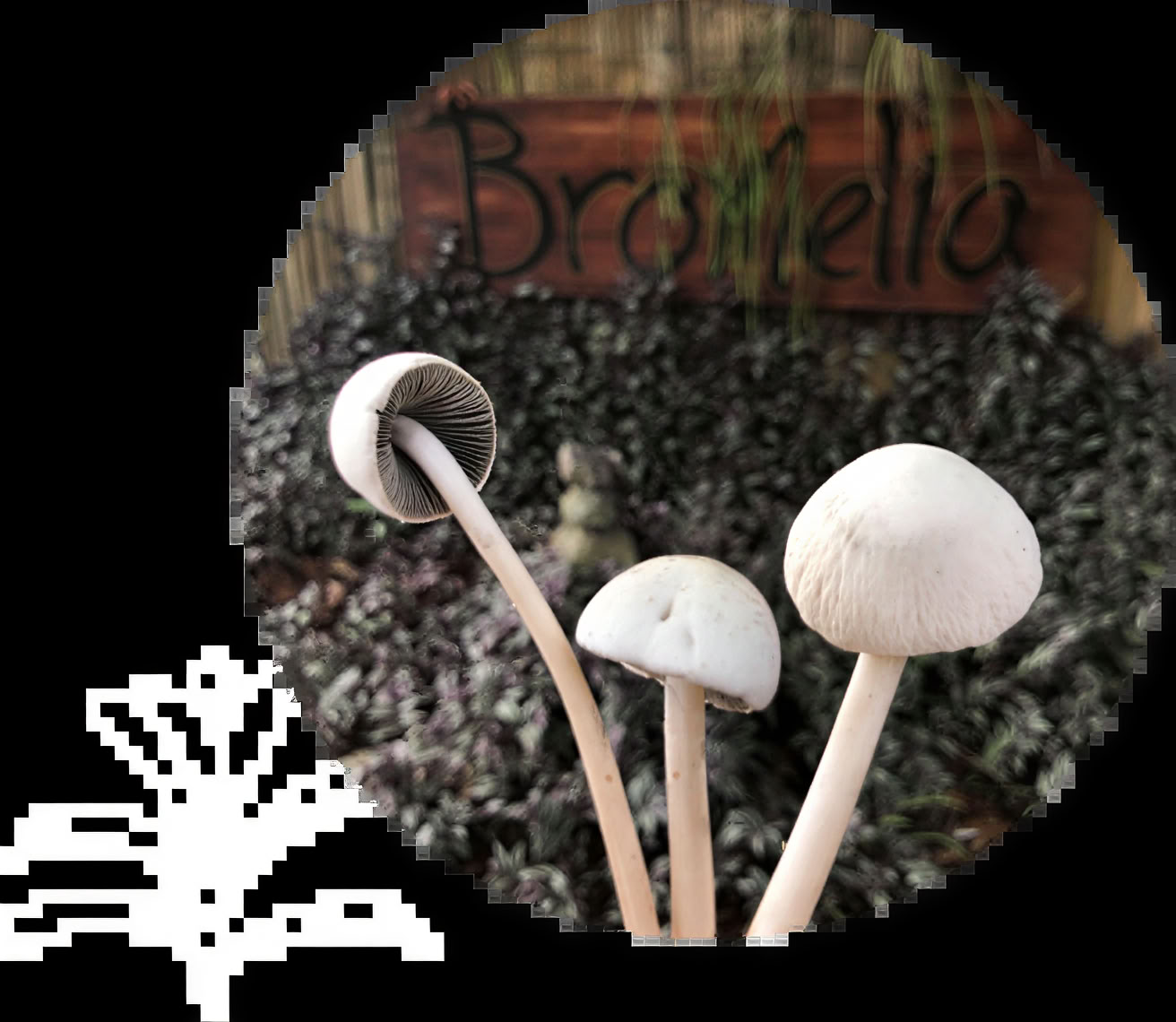 Psilocybin-Pilzzeremonien