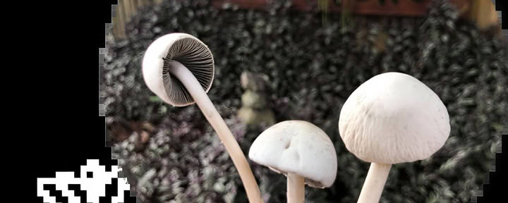 Psilocybin-Pilzzeremonien
