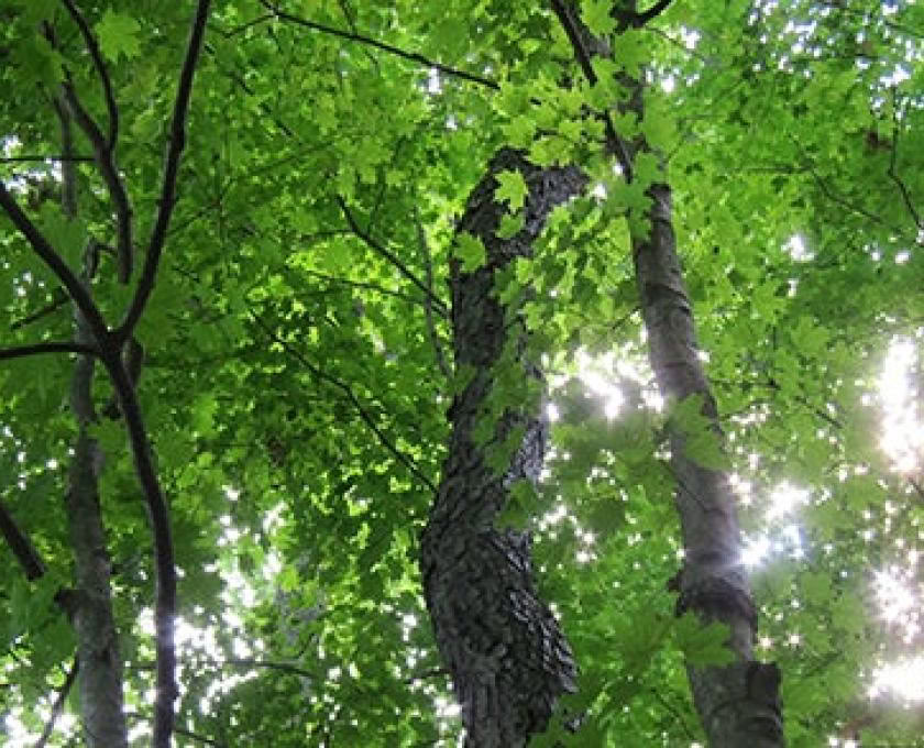 Achtsame Outdoor-Guide-Zertifizierung, Stufe 1 Waldgemeinschaft