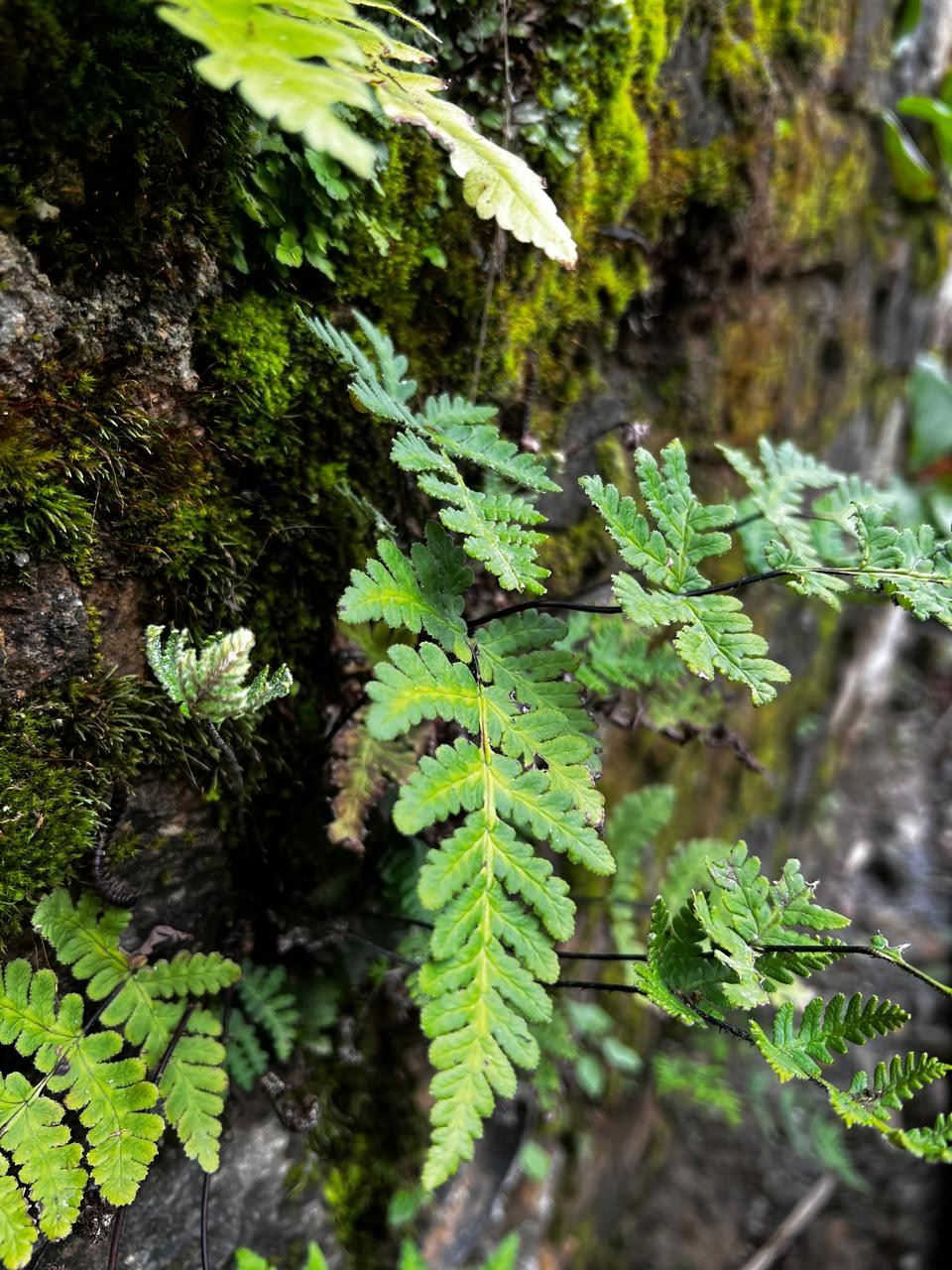 13 Nächte 14 Tage Perimenopause-Wellness-Retreat