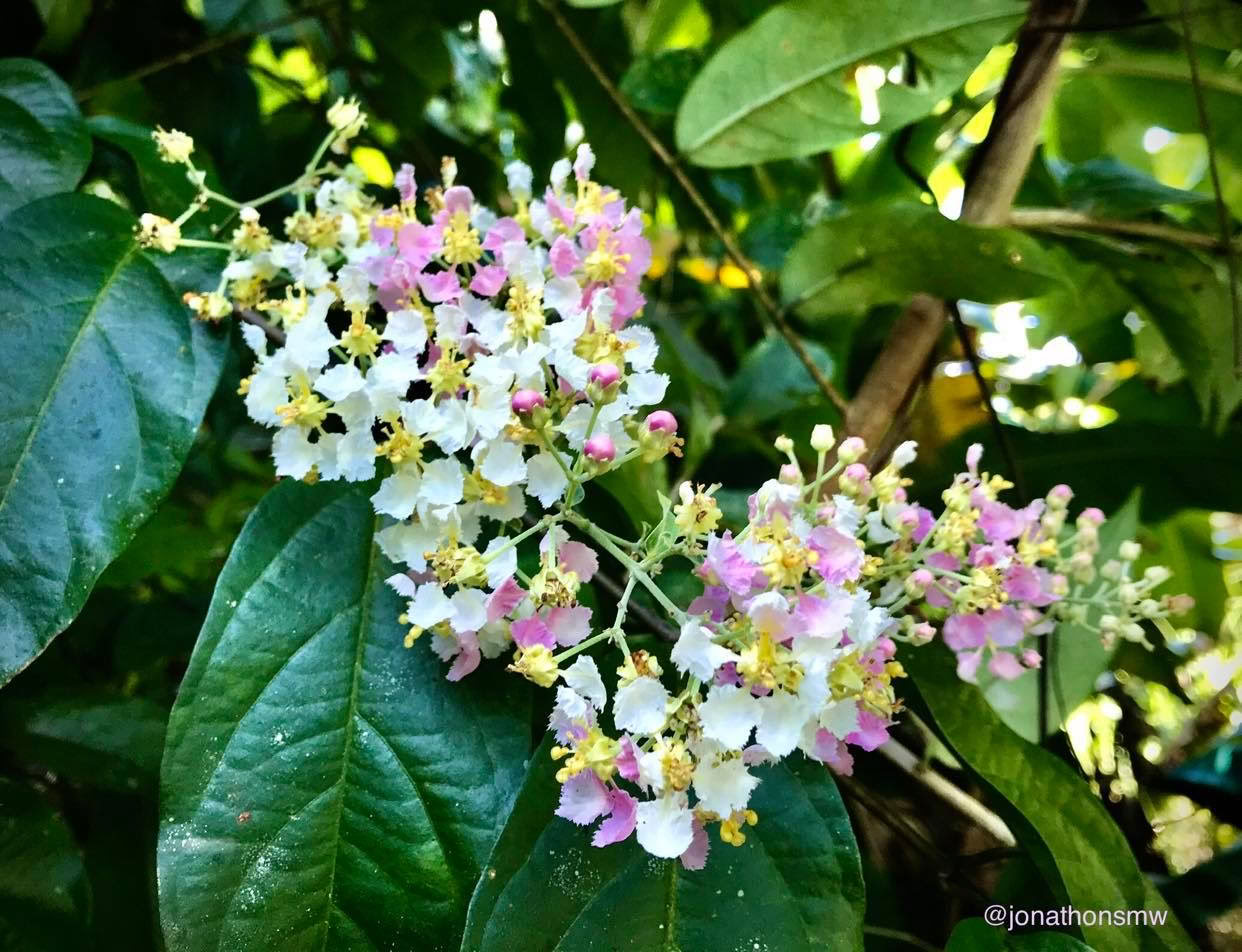 2. bis 7. Februar 2027 | Regenwald-Camping-Erlebnis in Costa Rica Cocoterra