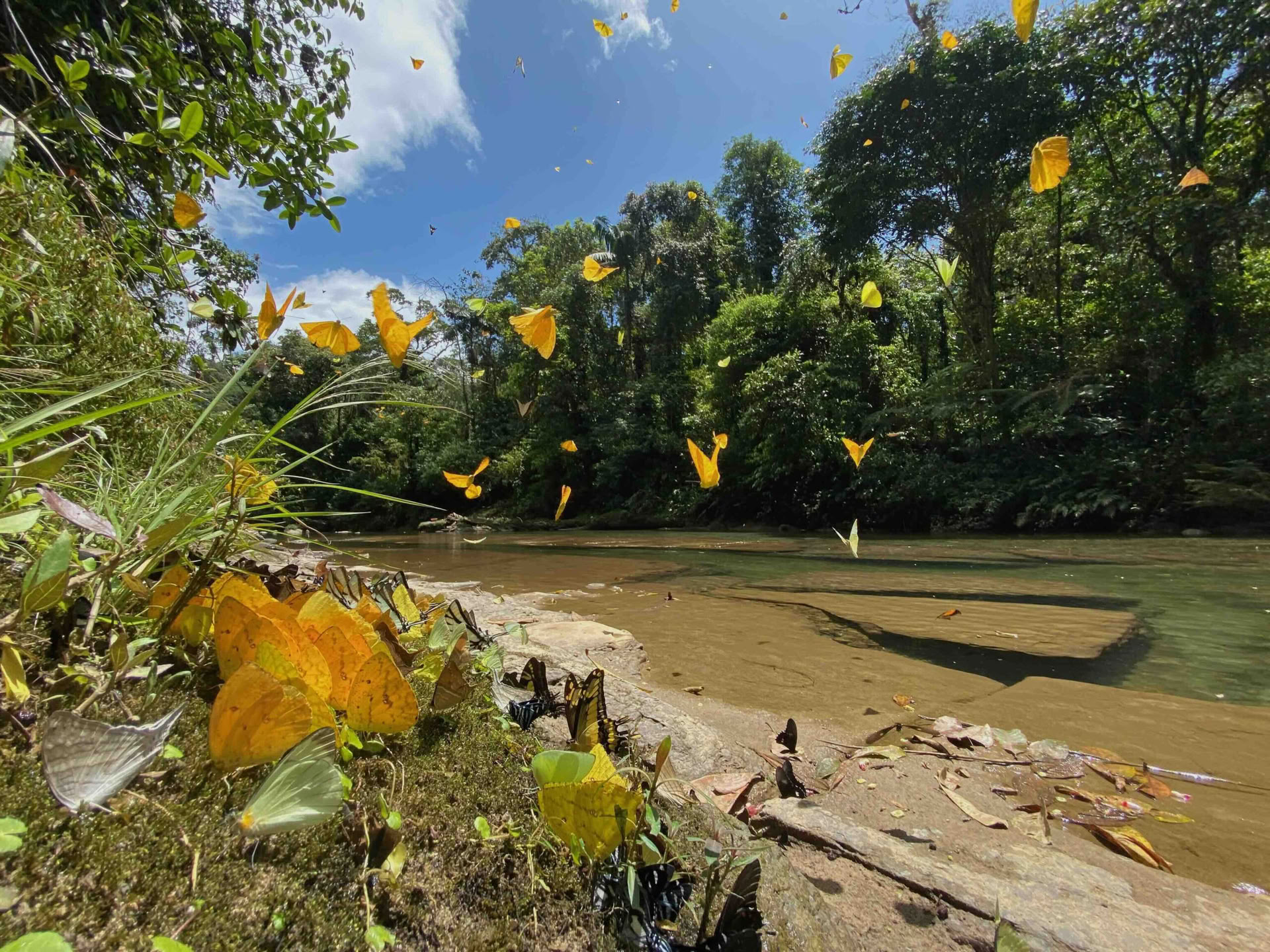 20.–29. November 2026, Wildnis von Napo-Galeras, ecuadorianischer Amazonas