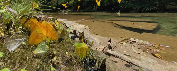 20.–29. November 2026, Wildnis von Napo-Galeras, ecuadorianischer Amazonas