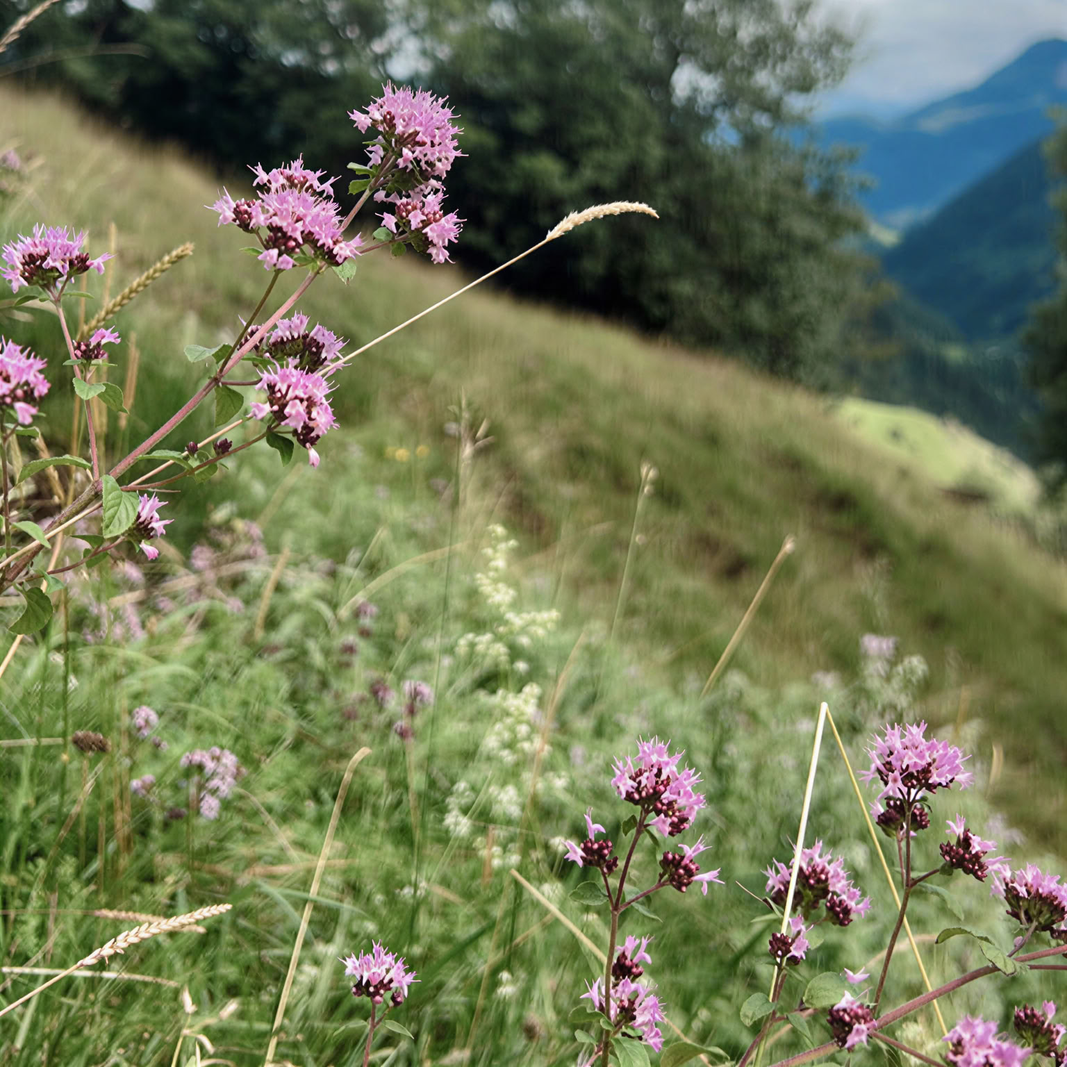 Entgiftungstage & Scheinfasten (FMD)