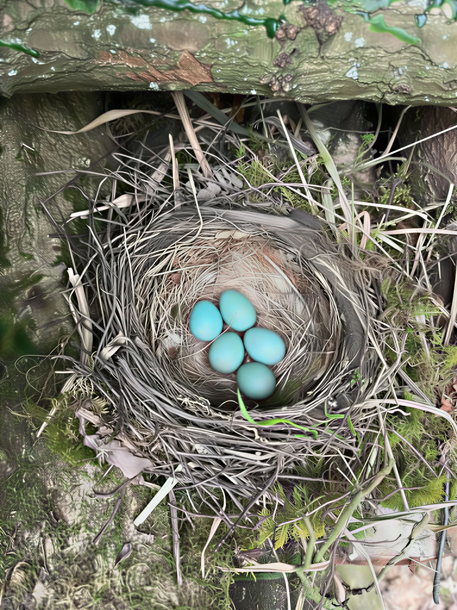 Wilde Wächter bei 42 Acres