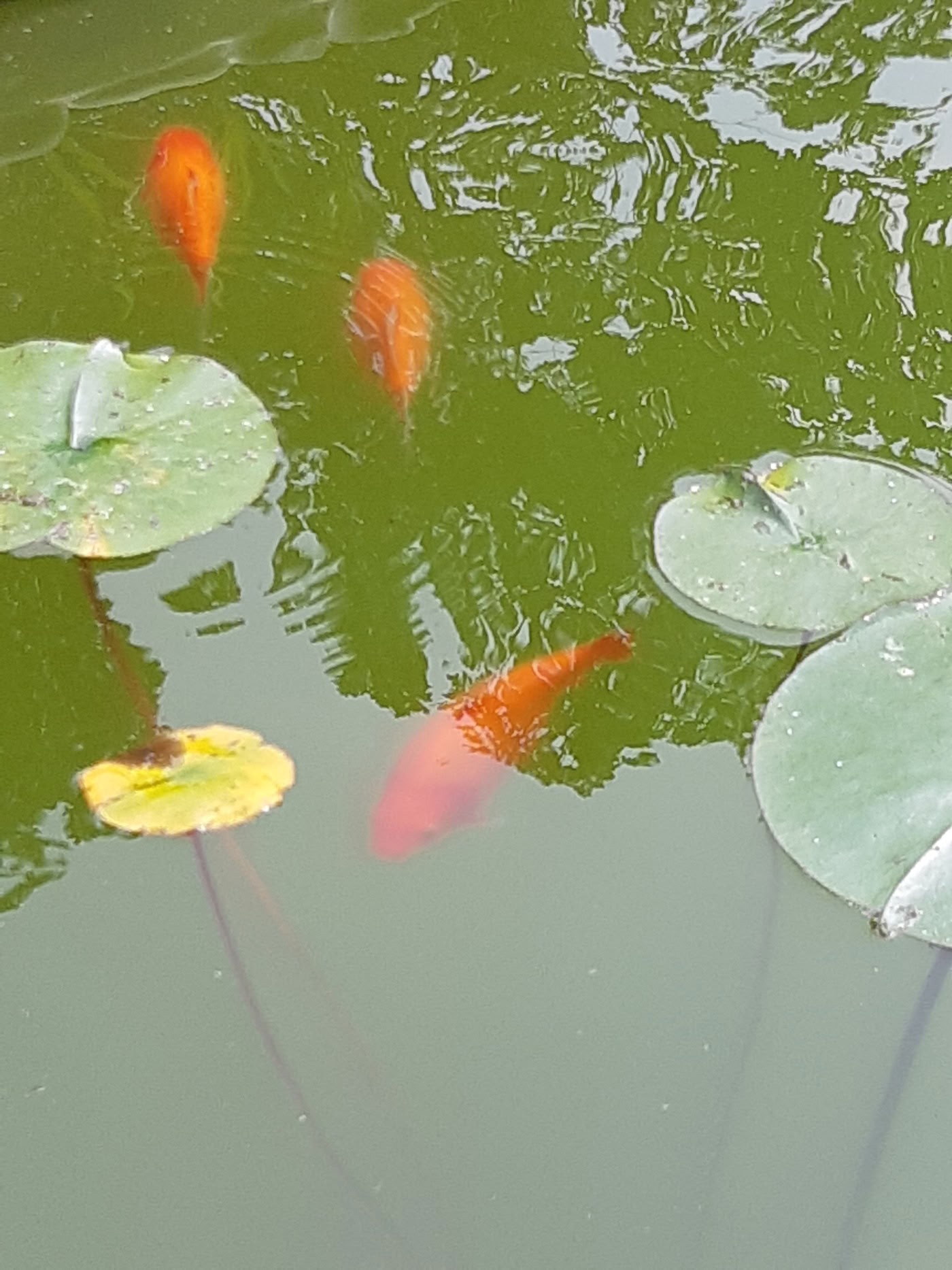 Entgiftender Saft-Programm