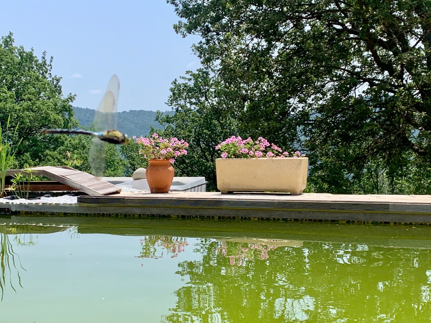 Entgiftender Saft-Programm