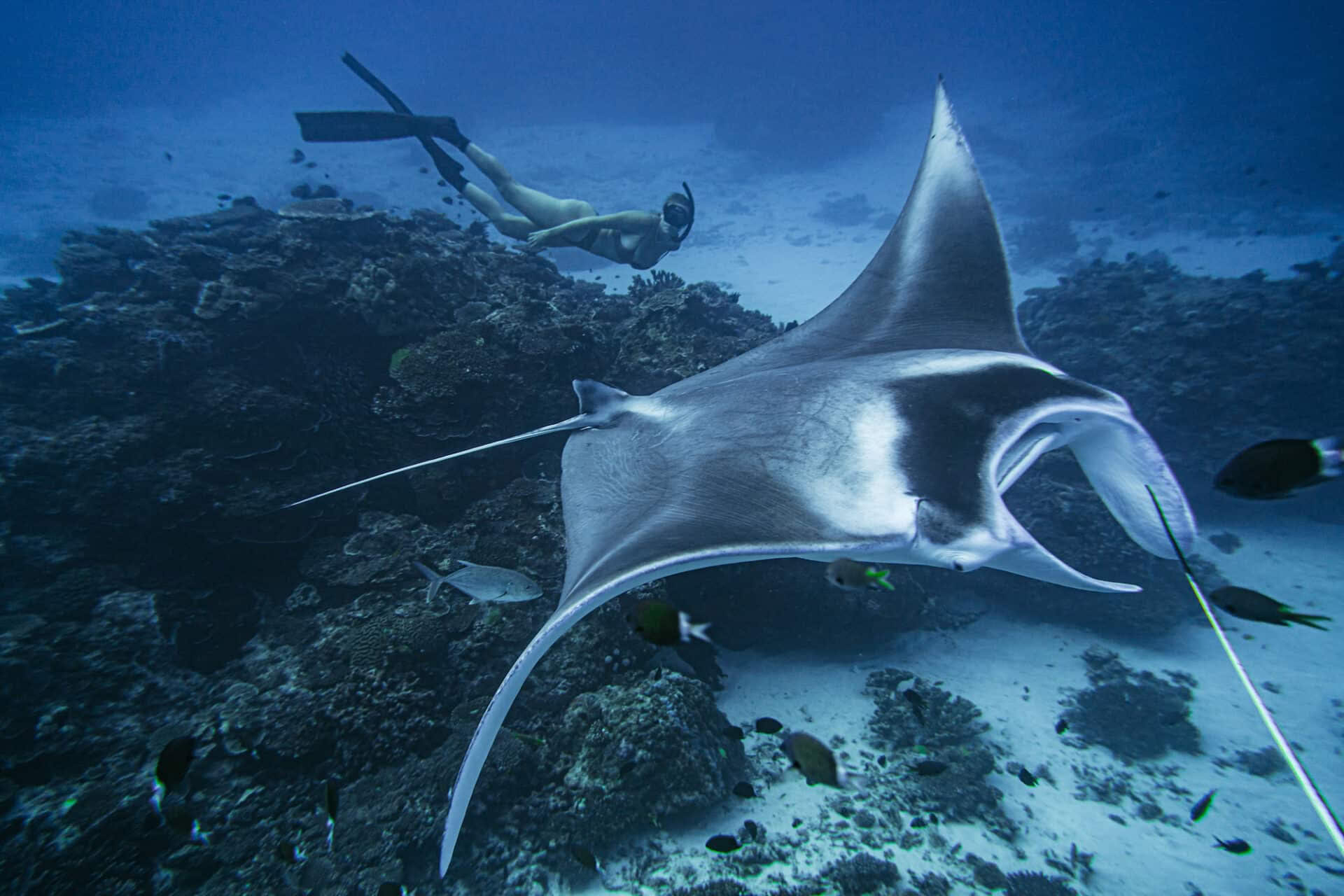 Freitauchen und nur für Tauchlehrer ohne Atem an Lady Elliot Island