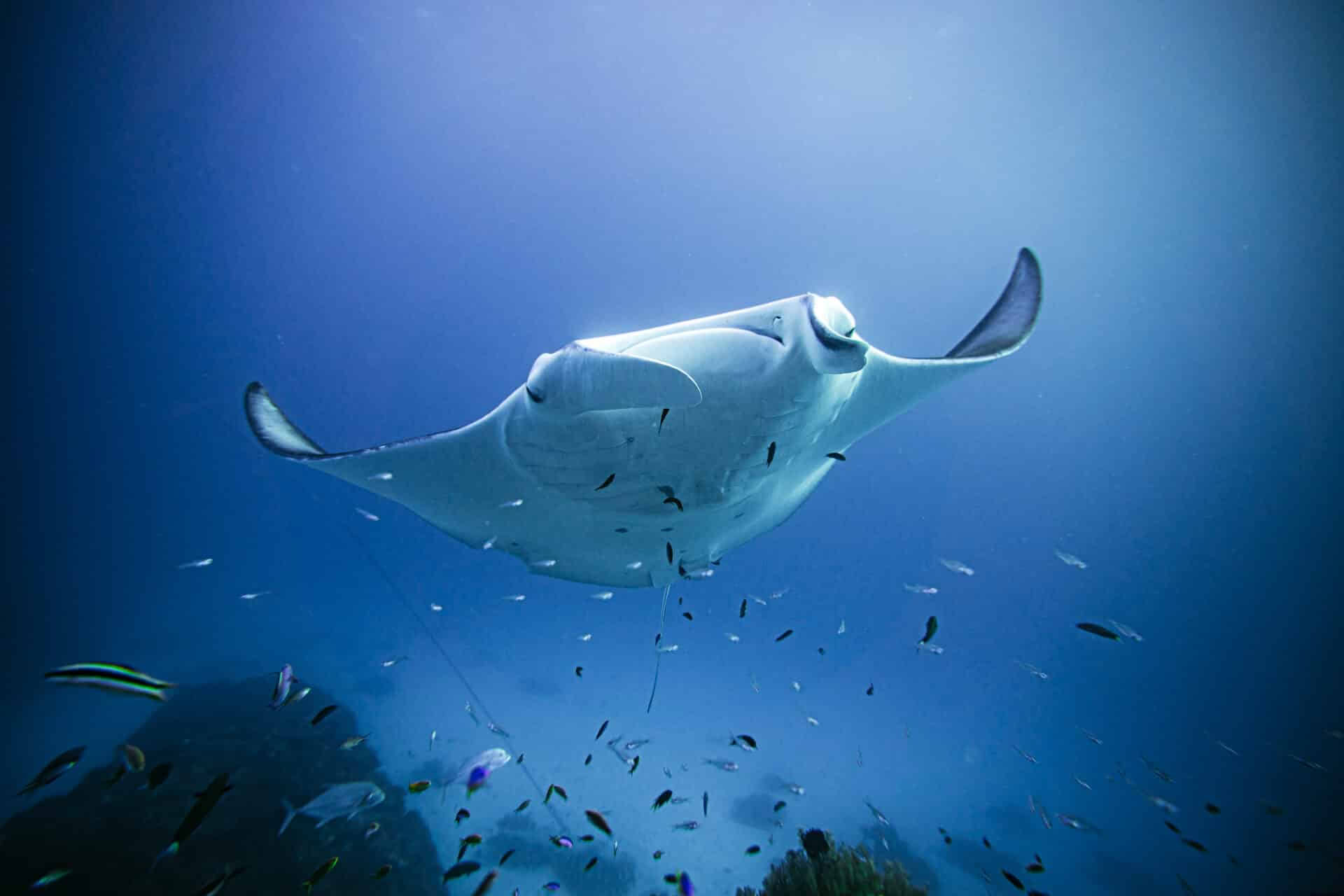 Freitauchen & Einladung nur auf persönliche Einladung auf Lady Elliot Island
