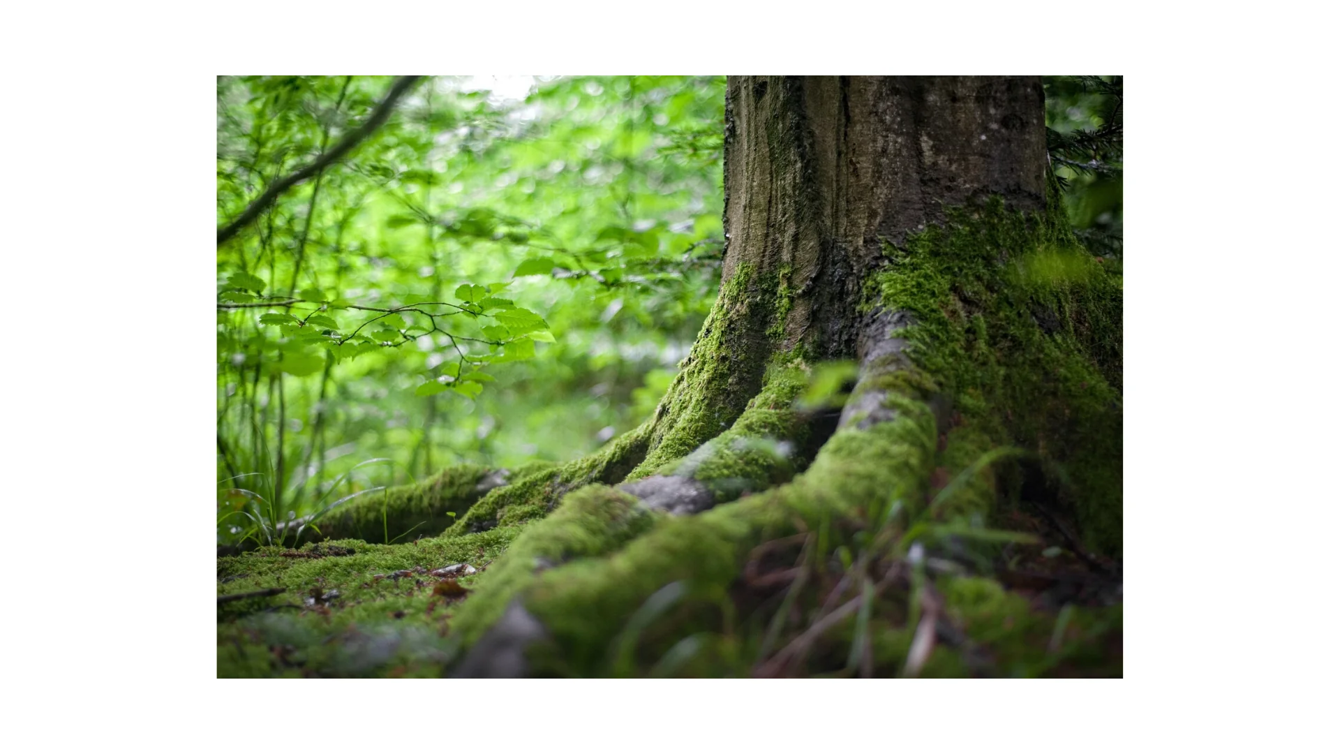 Achtsamkeit im Wald 🌳 Erlebnis