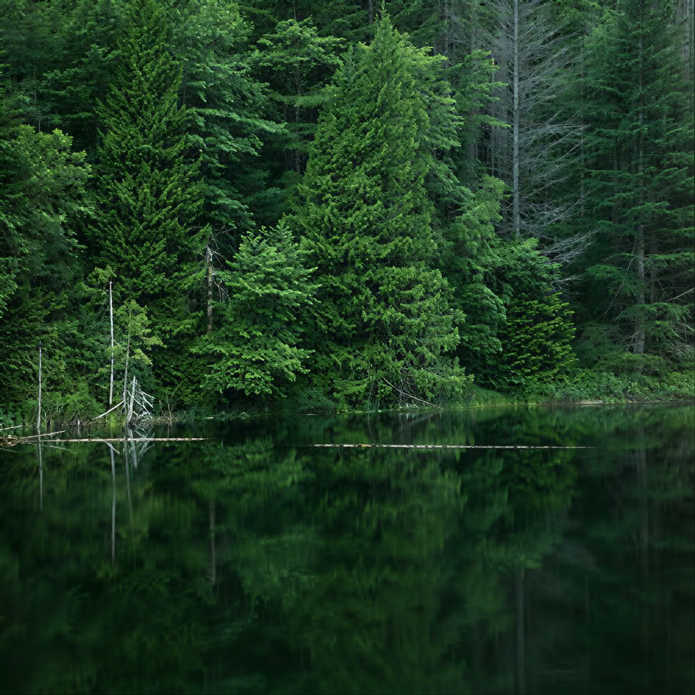 Achtsamkeit im Wald 🌳 Erlebnis