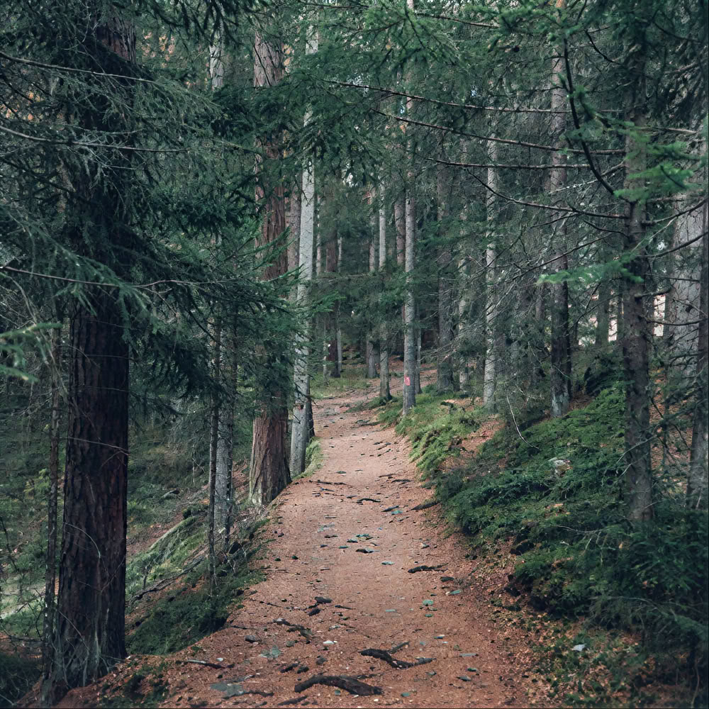Achtsamkeit im Wald 🌳 Erlebnis