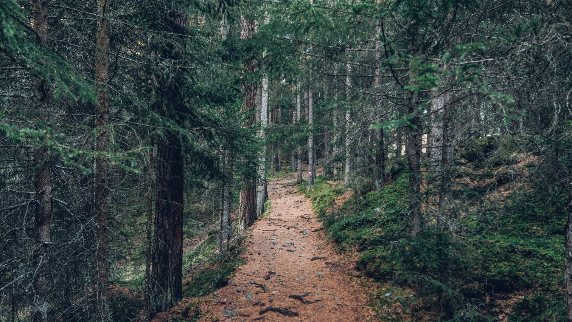 Achtsamkeit im Wald 🌳 Erlebnis