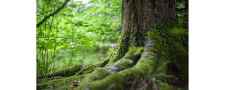 Achtsamkeit im Wald 🌳 Erlebnis