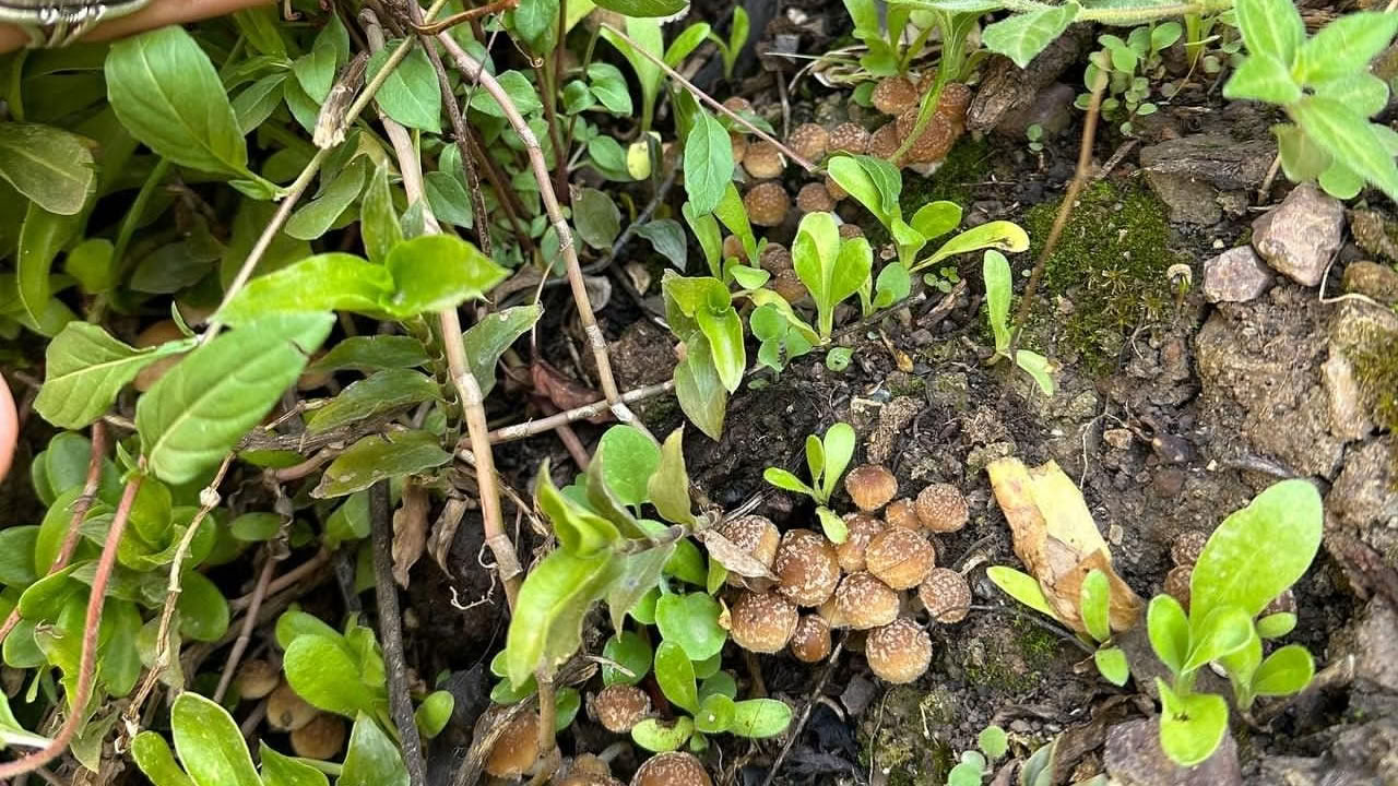 Pilze & Pilze