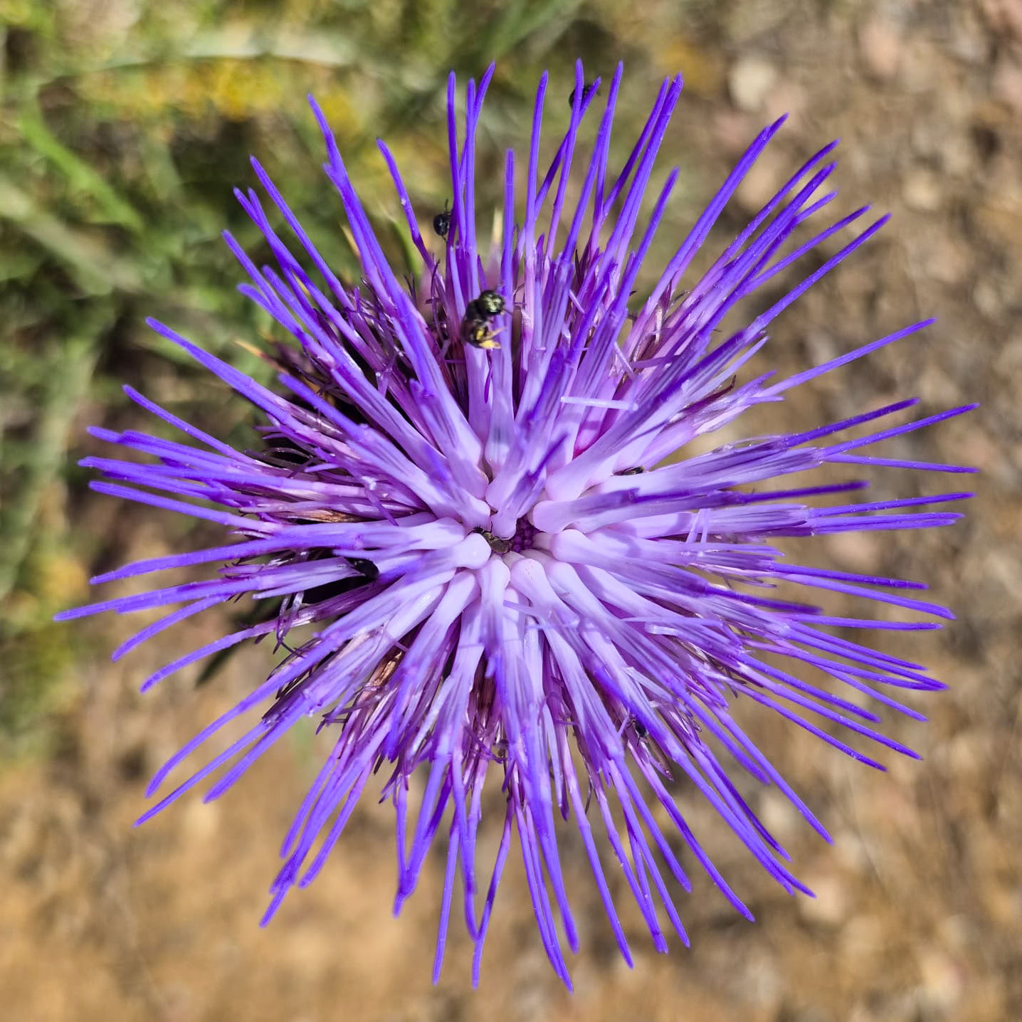 Finca La Lola mieten
